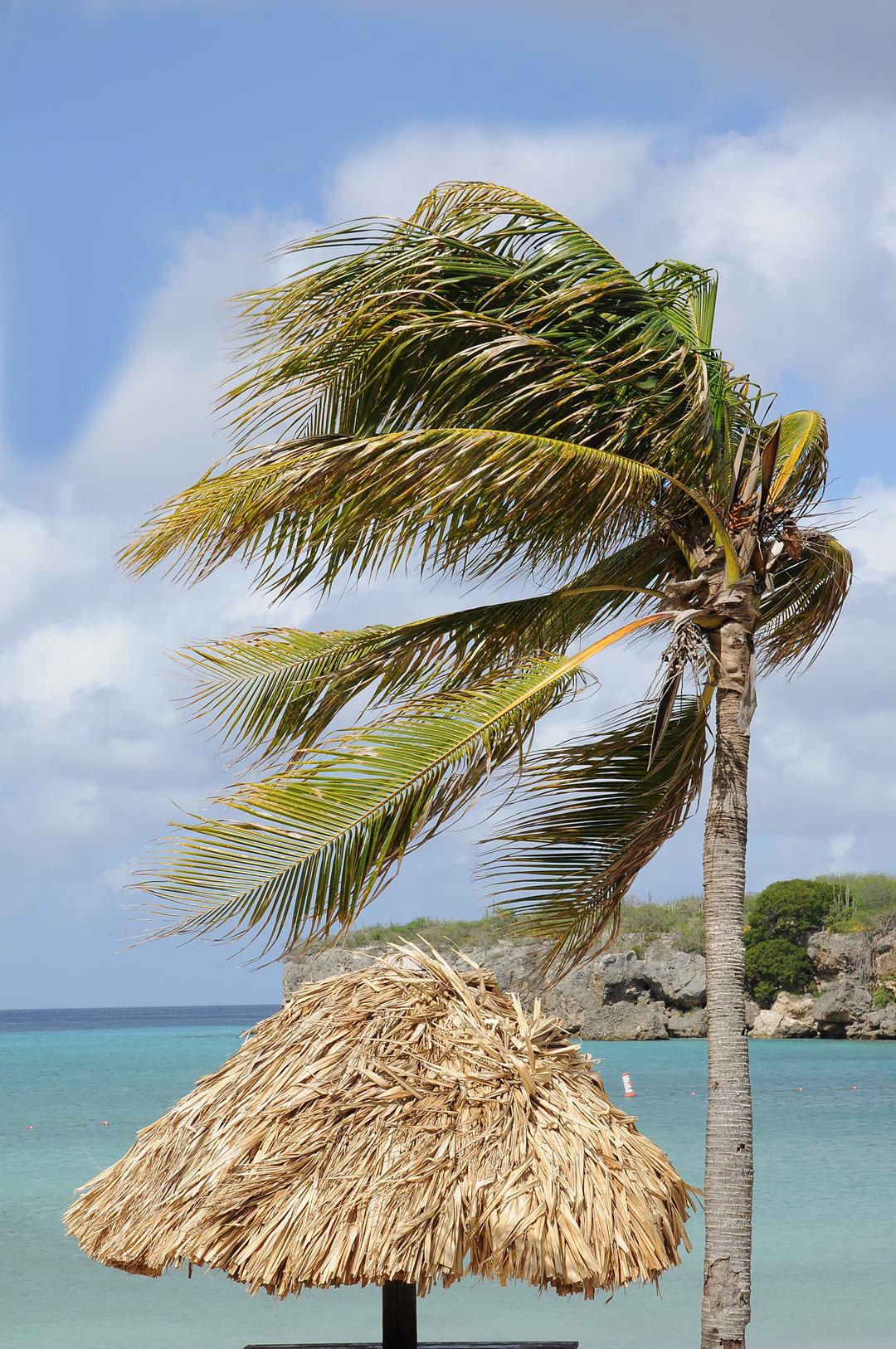 213   Curacao